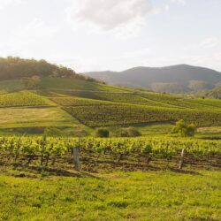Tyrrell's Vineyards - The Old Patch