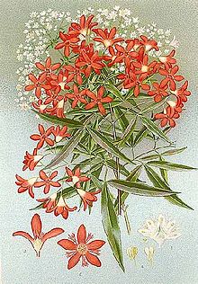 Australian Christmas bush